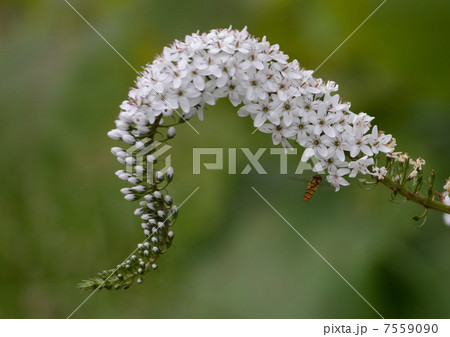 ウェーブ 7559090