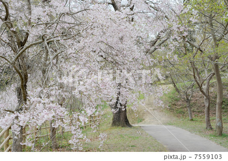 サクラ サクラ 7559103