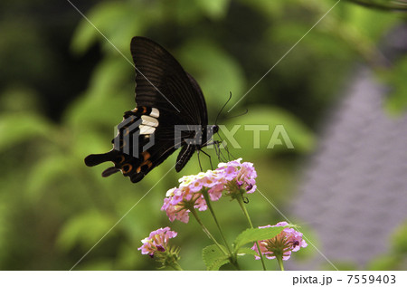 クロアゲハ 7559403