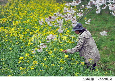 菜の花と桜を観賞する女 菜の花と桜を観賞する女 7559618