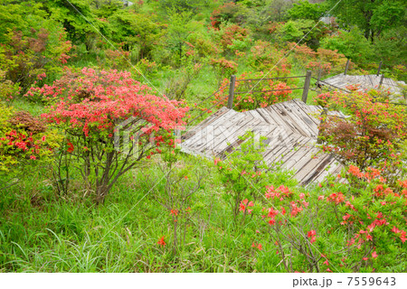 レンゲツツジとハイキングコース 7559643