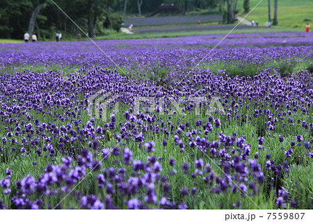玉原高原のラベンダー 7559807
