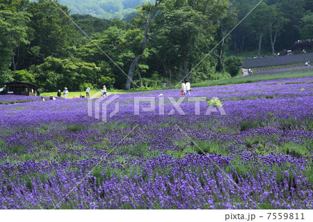 玉原高原のラベンダー 7559811