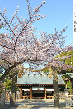 神社と桜 神社と桜 7559827