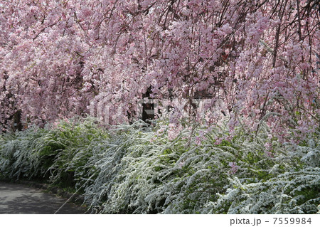 蘆花公園の桜とユキヤナギ 7559984