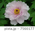 ぼたん 7560177