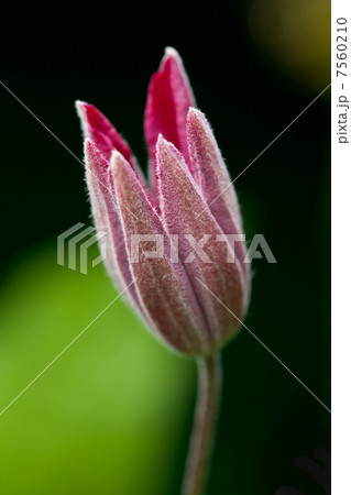 Clematis flower, close up photo 7560210