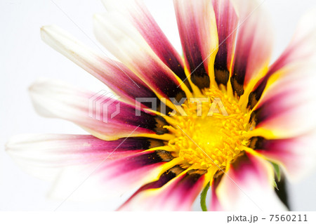 Beautiful flower close-up shot on a white background 7560211