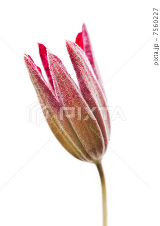 Clematis flower, close up photo on white Clematis flower, close up photo on white 7560227