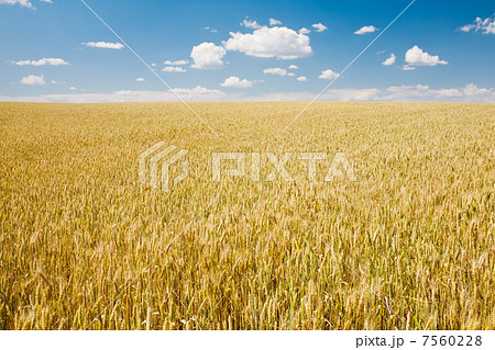 Ripe wheat landscape against blue sky Ripe wheat landscape against blue sky 7560228