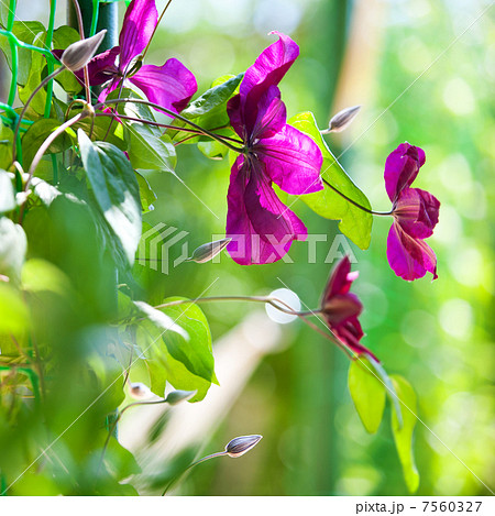 Clematis flower, close up photo Clematis flower, close up photo 7560327