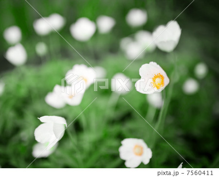 White flowers, close up photo White flowers, close up photo 7560411