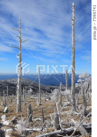 冬の大台ケ原 冬の大台ケ原 7560741