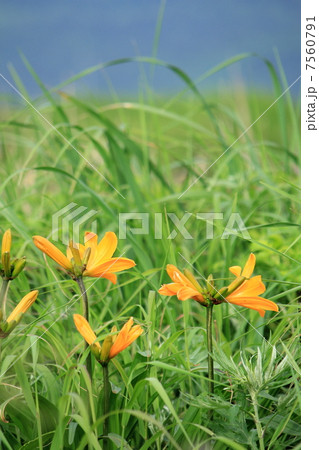 エゾカンゾウ 7560791