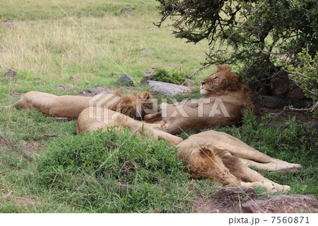 ライオンの昼寝 7560871