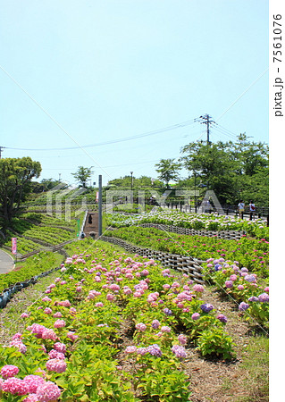 若松あじさい祭り 7561076