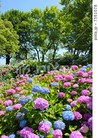 若松あじさい祭り 若松あじさい祭り 7561078