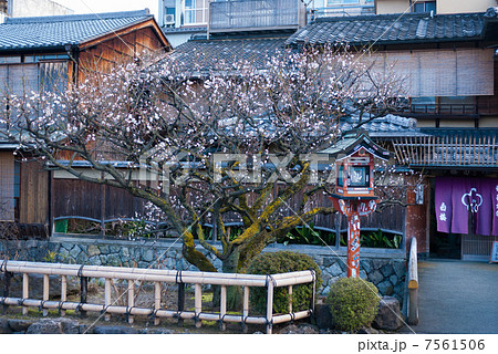 祇園白川　白梅 7561506