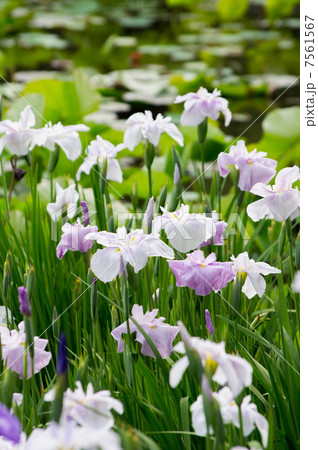 ハナショウブ 7561567