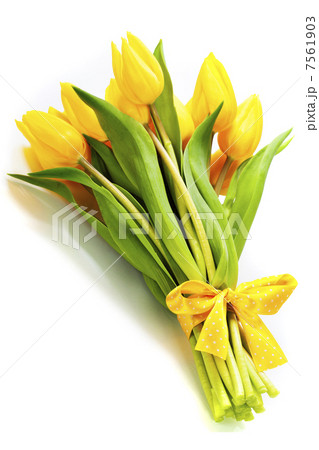 yellow tulips 7561903