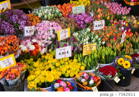 sale of blooming tulips at the street market 7562011