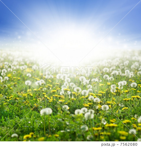 Blooming dandelions 7562080