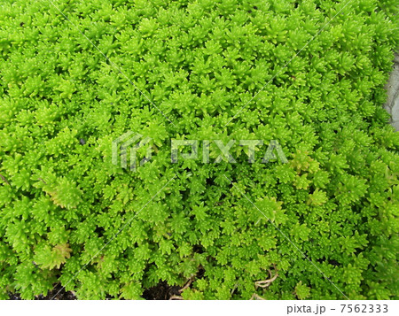 屋上緑化にも万年草は有効です 屋上緑化にも万年草は有効です 7562333