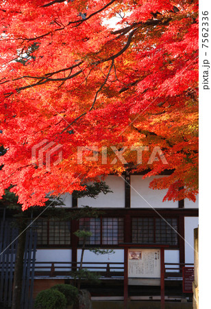 阿弥陀寺の紅葉 7562336