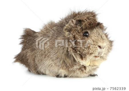 Guinea pig 7562339