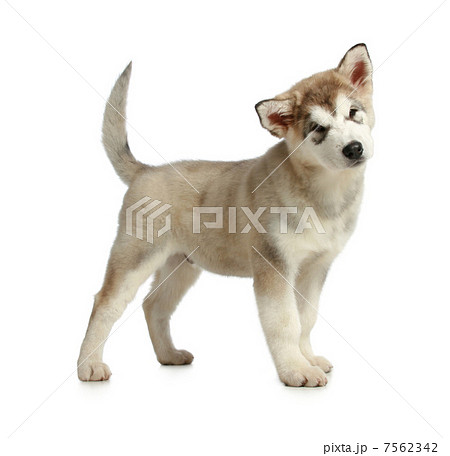 Malamute puppy (3 months) 7562342