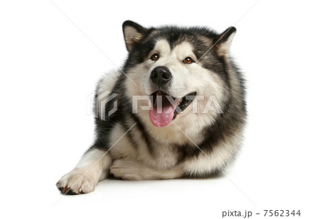 Happy malamute 7562344