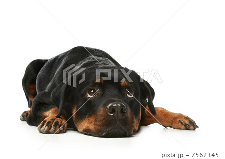 Sad Rottweiler on a white background 7562345