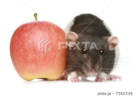 Decorative rat with an apple 7562349