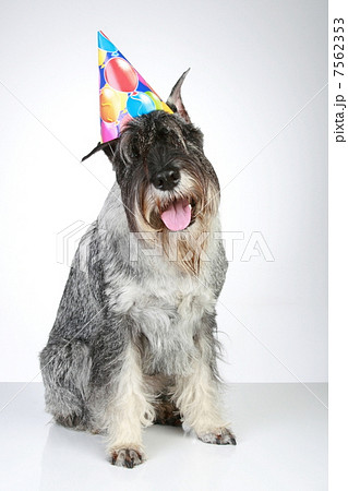 Mittel schnauzer with party cone sitting on a grey background 7562353