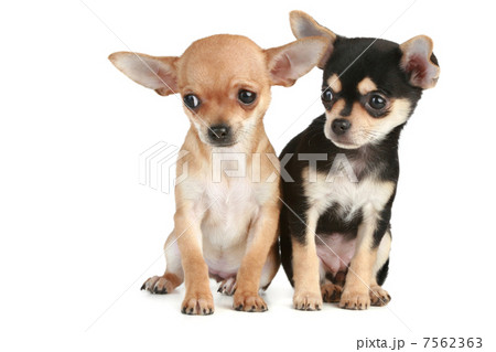 Funny puppies chihuahua (2 months) 7562363
