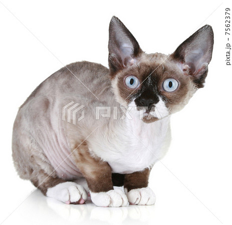 Devon rex cat close-up portrait 7562379