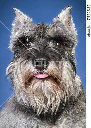 Schnauzer dog close-up portrait Schnauzer dog close-up portrait 7562386