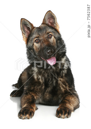 German Shepherd puppy on white background German Shepherd puppy on white background 7562387