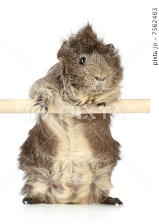 Guinea pig 7562403