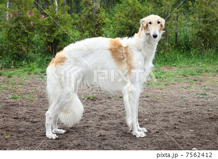 Russian borzoi dog standing Russian borzoi dog standing 7562412