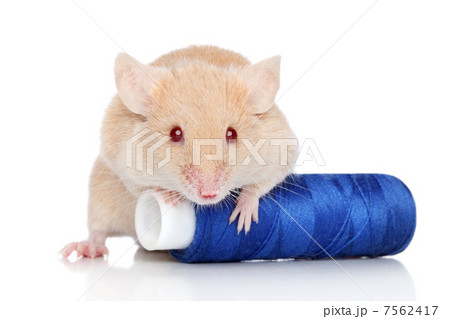 Decorative mouse Decorative mouse 7562417