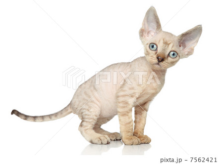 Devon Rex kitten on white background 7562421