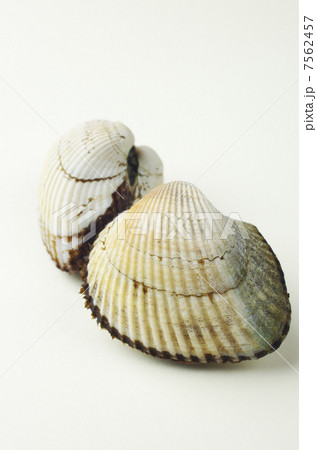 サルボウガイ 7562457