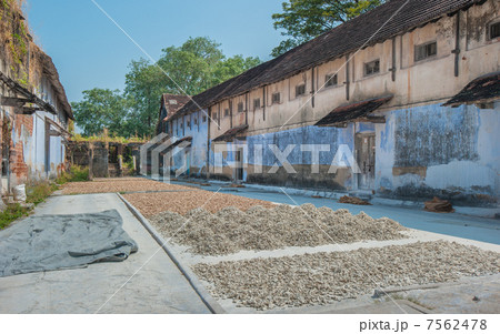 Dried ginger at spice wharehouse, Kochi, India Dried ginger at spice wharehouse, Kochi, India 7562478