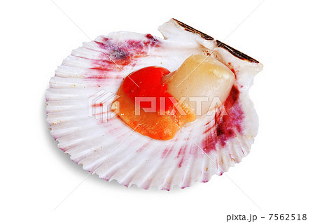 Fresh opened scallop 7562518