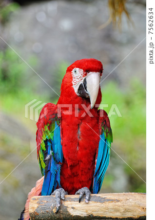 アカコンゴウインコ アカコンゴウインコ 7562634