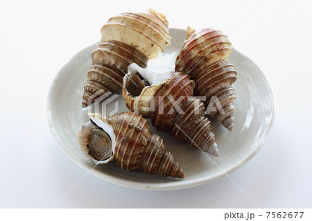 つぶ貝 つぶ貝 7562677