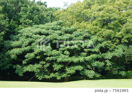 烏山椒カラスザンショウ　揚羽蝶が集まる木です。 7562865