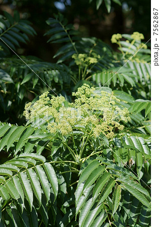 烏山椒カラスザンショウ　花にはいろいろな虫が集まります。 7562867