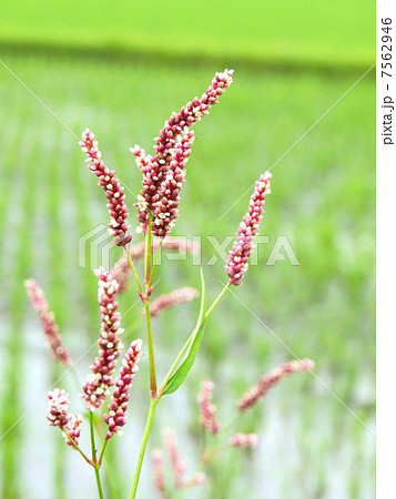 水田の畦道に咲くイヌタデ 赤まんまの写真素材
